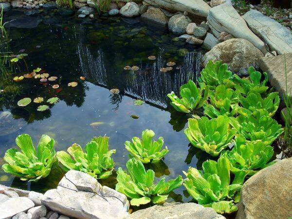 Ogrody wodne - jakie rośliny posadzić w oczku wodnym i jak o nie dbać